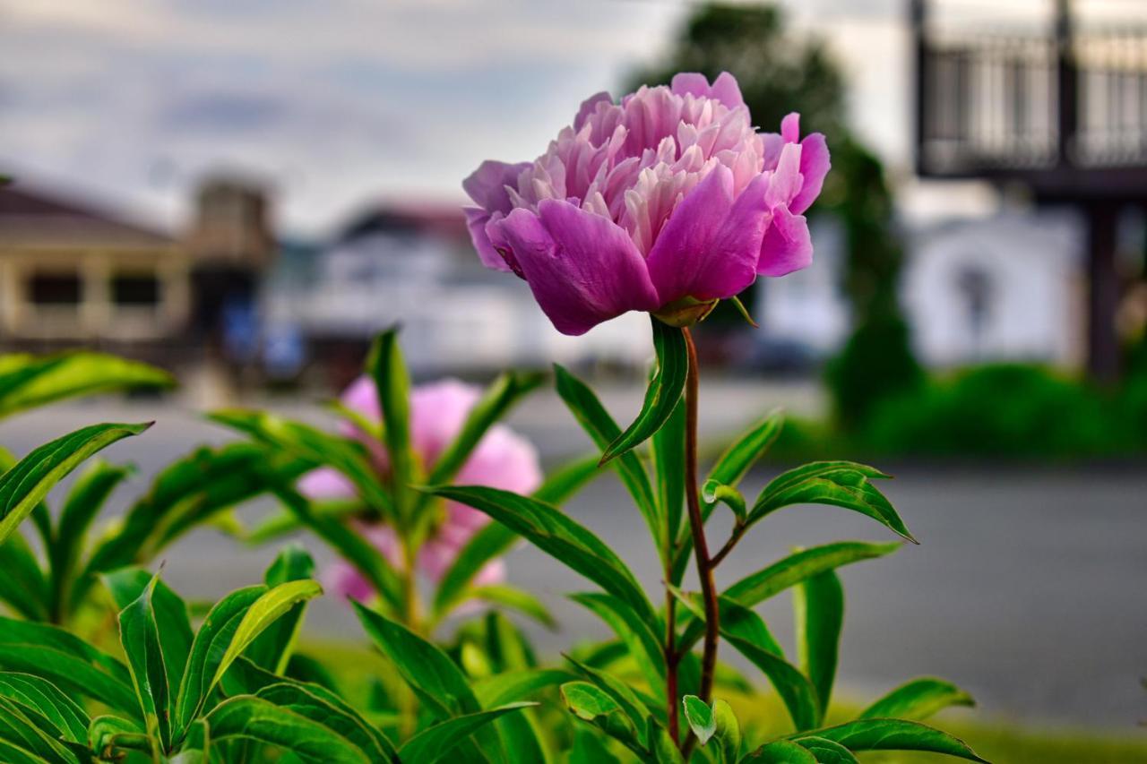 Motel Au Vieux Frontenac Thetford Mines Esterno foto